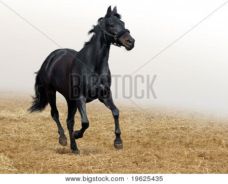 siyah at