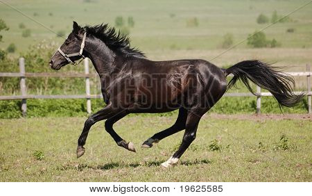 Trakehner negro semental