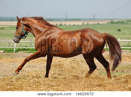Semental Trakehner acedera