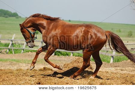 Semental Trakehner acedera