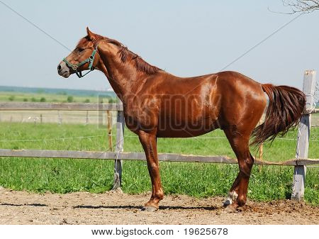 Semental Trakehner acedera