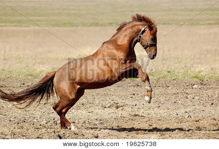 Semental Trakehner acedera
