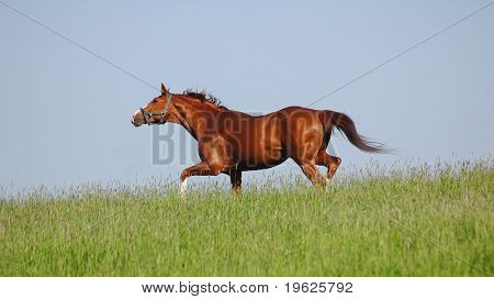 Semental Trakehner acedera