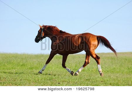 Semental Trakehner acedera