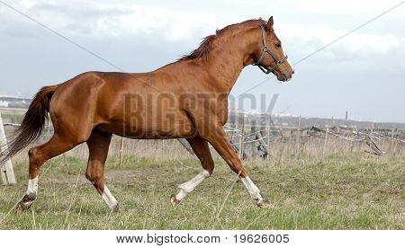 Semental Castaño Trakehner oro