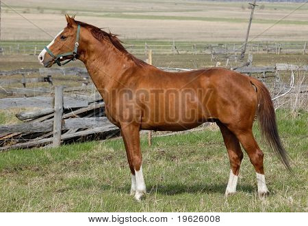 Semental Castaño Trakehner oro