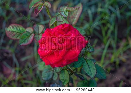 Early morning beautiful rose flower garden, dew on roses with awesome colors and verify with closer look, around fifty of verity of roses in this garden in New Delhi, India