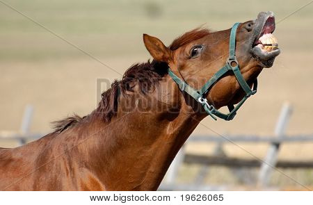 Semental Trakehner acedera