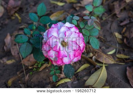 Early morning beautiful rose flower garden, dew on roses with awesome colors and verify with closer look, around fifty of verity of roses in this garden in New Delhi, India