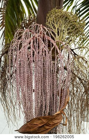 Seed head of Bangalow palm Archontophoenix cunninghamiana
