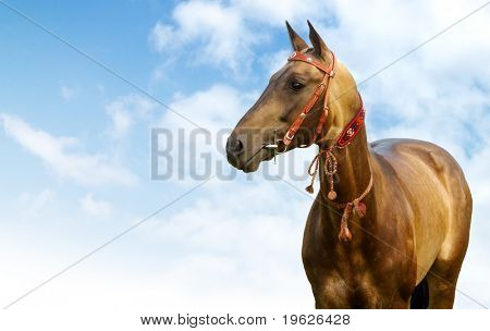 Ritratto di stallone akhal-teke d'oro