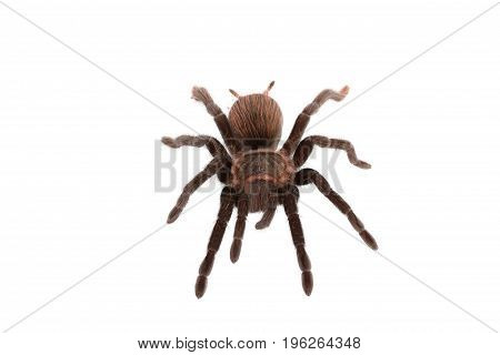 Brachypelma vagans spider Isolated on white background