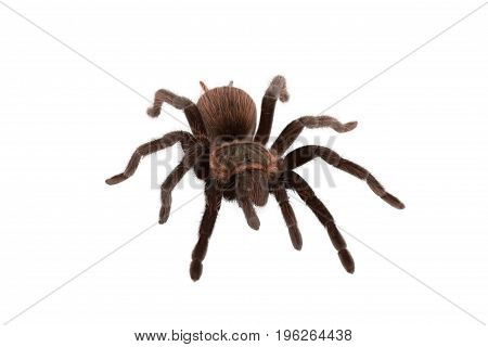 Brachypelma vagans spider Isolated on white background
