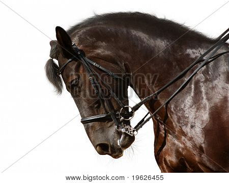 cavalo adestrado, preto - isolado no branco