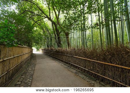 Green Bamboo forest in Kyoto