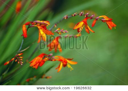 røde crocosmia i efteråret haven