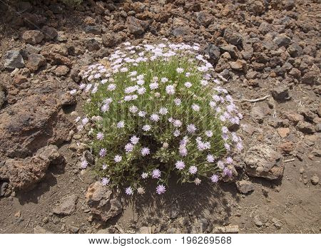 Flora of Tenerife Canary Islands - Pterocephalus lasiospermus scabious endemic to Tenerife