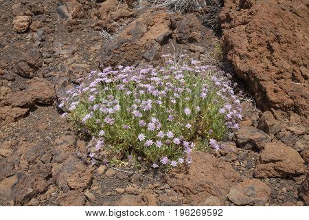 Flora of Tenerife Canary Islands - Pterocephalus lasiospermus scabious endemic to Tenerife