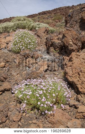 Flora of Tenerife Canary Islands - Pterocephalus lasiospermus scabious endemic to Tenerife