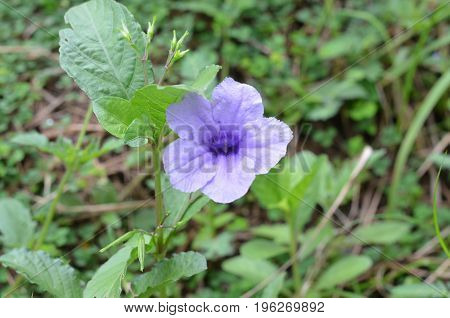 purple flower background & purple flower isolated