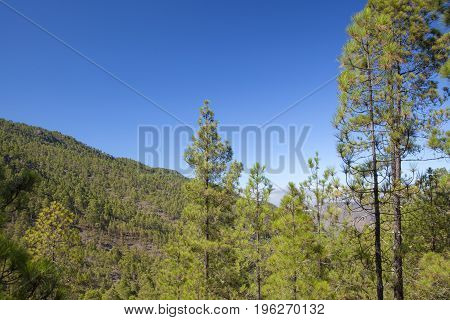 Gran Canaria, July, Tamadaba