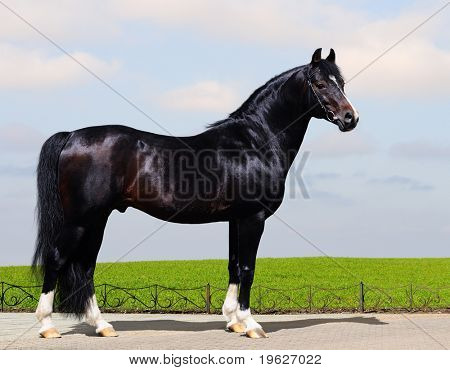Semental negro trakehner - forma del caballo
