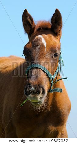 el potro alazán trakehner sobre fondo azul