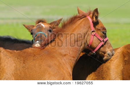 dos potros de trakehner en campo