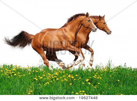 Dos sementales trakehner alazán galopan en campo - aislado en blanco
