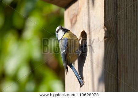 Sýkora modřinka (Parus caeruleus) hnízdící box