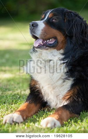 BERNSKÝ SALAŠNICKÝ PES (Berner Sennenhund, jestli)