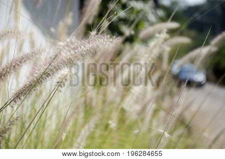 Poaceae or Graminea plant in gardenat outdoor