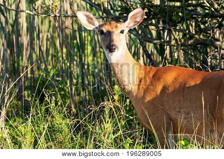 A deer in the brusch just off of the Fire Island Lighthouse path looks directly into the camera