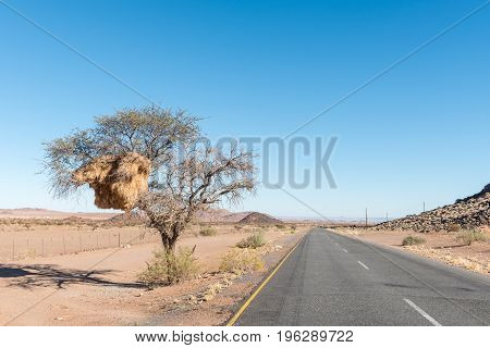 A camelthorn tree with a sociable weaver community nest on the road from the N14-road to the Onseepkans border post on the border of Namibia