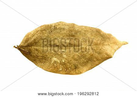dry Phyllanthus acidus leaves on white background