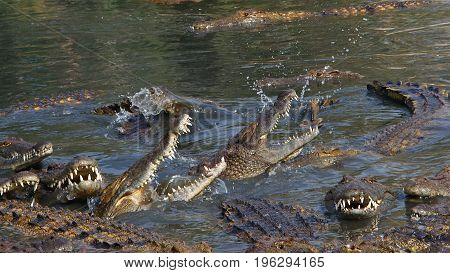 A lot big crocodiles in the water
