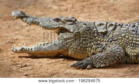 Closeup of marsh Crocodiles at nature reserve area