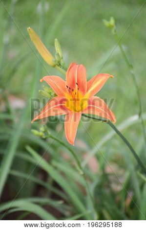 close up Hemerocallis lilioasphodelus flower in nature garden