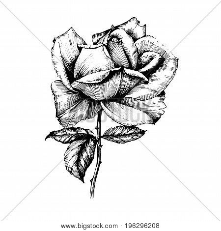 Wildflower rose flower in a vector style isolated. Vector wild flower for background, texture, wrapper pattern, frame or border.
