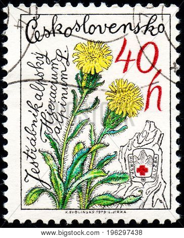 UKRAINE - CIRCA 2017: A stamp printed in Czechoslovakia shows Alpine Hawkweed Hieracium alpinum from series Nature Protection circa 1979