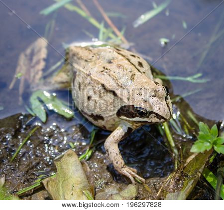 A pregnant frog in a warm pond awaiting delivery