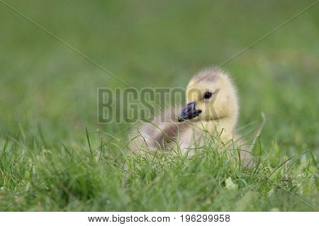Fluffy little Canada goose gosling sitting in the grass in a meadow in Spring.