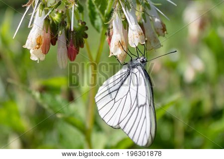 White Butterfly cabbage on a flower eats sweet nectar