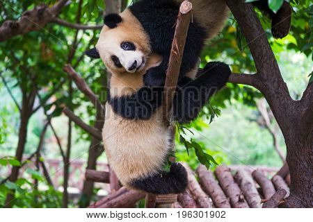 Tow Young Giant Pandas Playing Together In A Tree