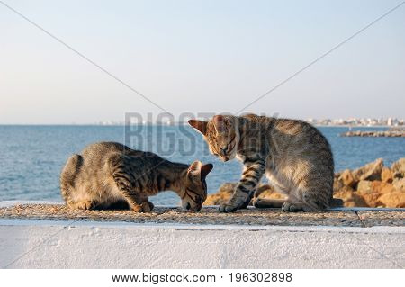 two wild cats play on the beach tunisia