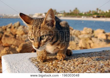 cat plays on a stone wall close up in tunasia