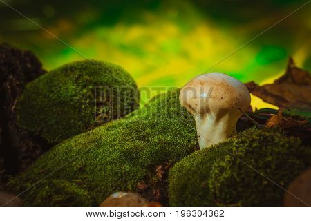 Wet mushroom puffball grows on green moss.
