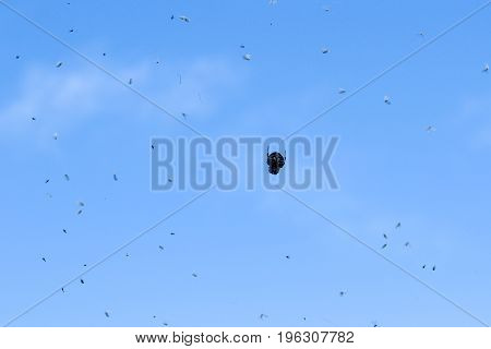 A spider hanging on his web waiting for the prey