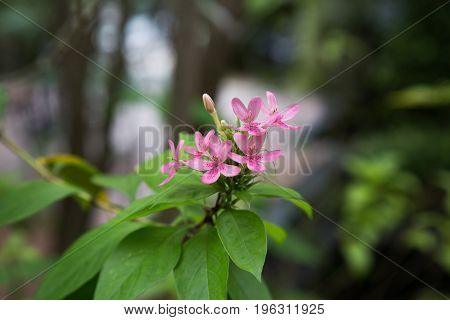 Pink Ixora for background or Pink flowers in the garden