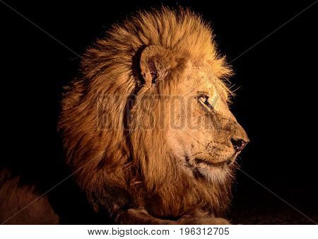 head shot of a  male lion at night
